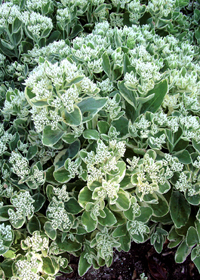 Sedum 'Frosty Morn'                               